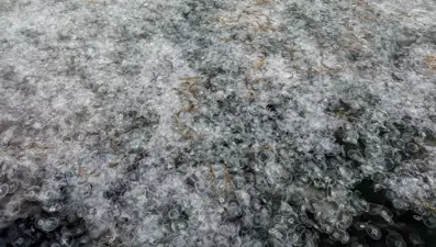 Binlerce denizanası kıyıya toplandı: Deniz yüzeyi görünmüyor!