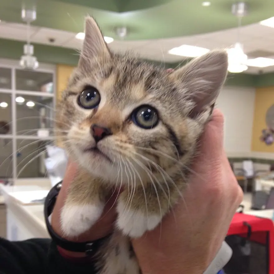 Hayatını kedileri kurtarmaya adadı 114