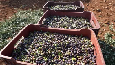 Köylüler, sabahın ilk ışıklarında toplamaya başlıyor! Derman olmadığı hastalık yok: Kilis'ten dünyanın dört bir yanına satılıyor