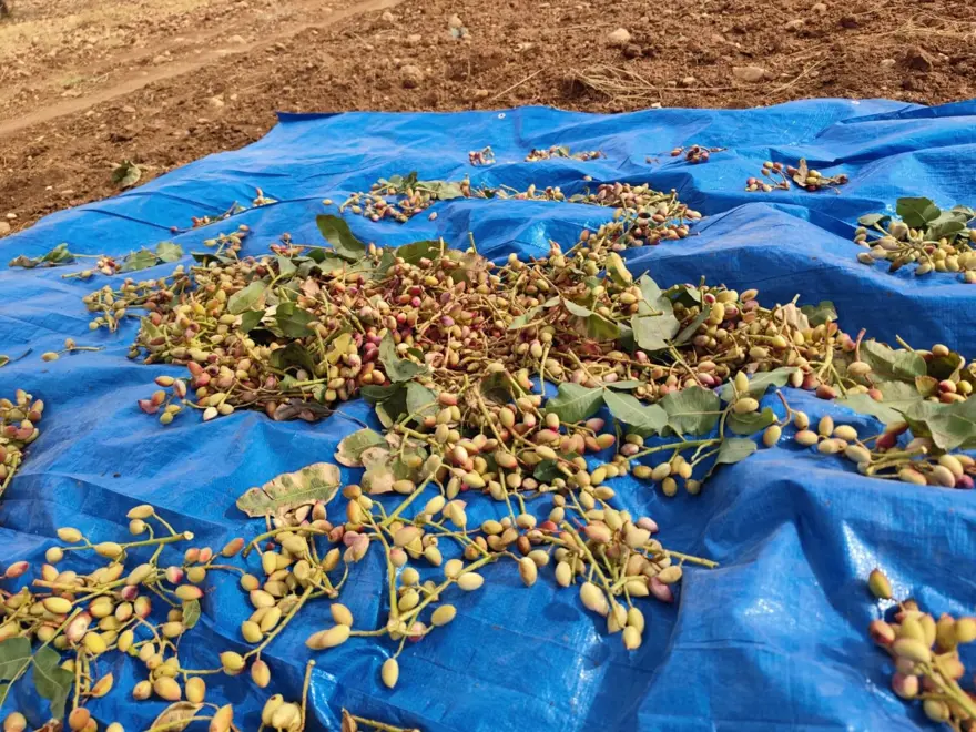 Aşırı sıcaklık ve kuraklık verimi düşürdü: Yanma ve rekolte kaybı var 1