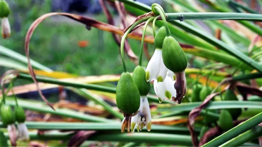 1,2 milyon TL gelir elde edildi: Üretimi sürüyor 1 1,2 milyon TL gelir elde edildi: Üretimi sürüyor 1