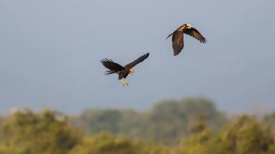Deniz ile ormanın kucaklaştığı Karacabey Longozu'nda sonbahar renkleri 12