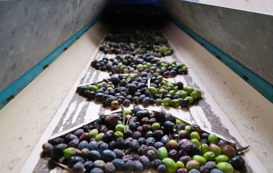 'REKOLTE YÜZDE 40 DÜŞTÜ' 3