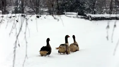 Üç il beyaza büründü