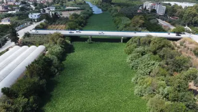 İstilacı tür bastı, nehir yemyeşil oldu!