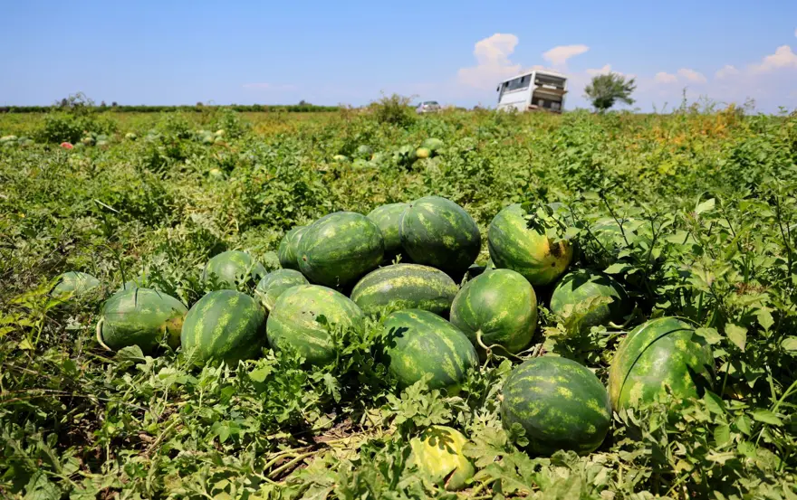 Tarlada kilosu 9-10 liraya geriledi: Hasat devam ediyor Tarlada kilosu 9-10 liraya geriledi: Hasat devam ediyor