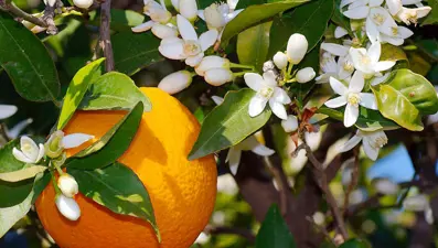 Türkiye'nin bahar festivalleri