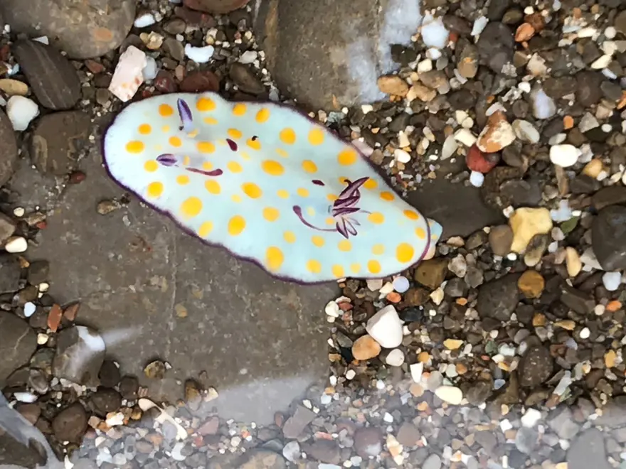 “EN HIZLI TROPİKLEŞMENİN GERÇEKLEŞTİĞİ YERLERDEN BIRİ DE MERSİN KÖRFEZİ” 5