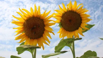 Ayçiçek alım fiyatı açıklandı