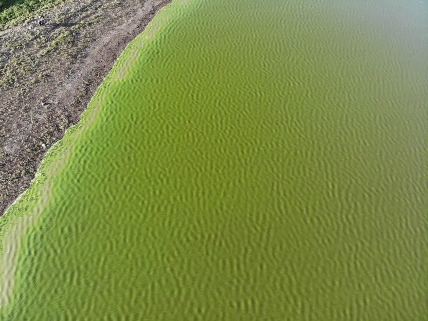 Kars Gölü yeşile büründü 6