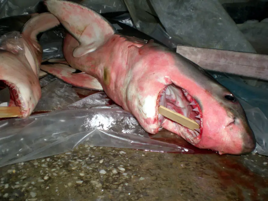 Yaşayabilecek yer arıyorlar, Marmara kıyılarına geldiler! 