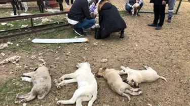 Ankara'da bir haftada 22 köpek zehirlendi