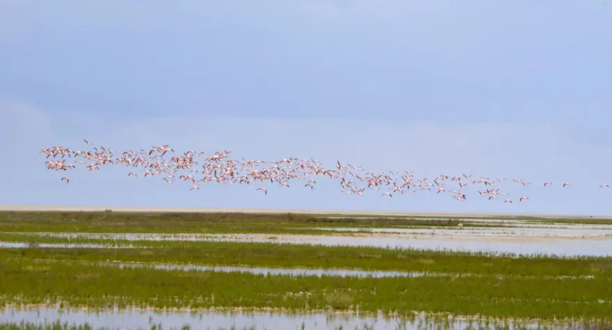 Tuz Gölü’nün yavru flamingoları kuluçkadan çıktı 4 Tuz Gölü’nün yavru flamingoları kuluçkadan çıktı 4
