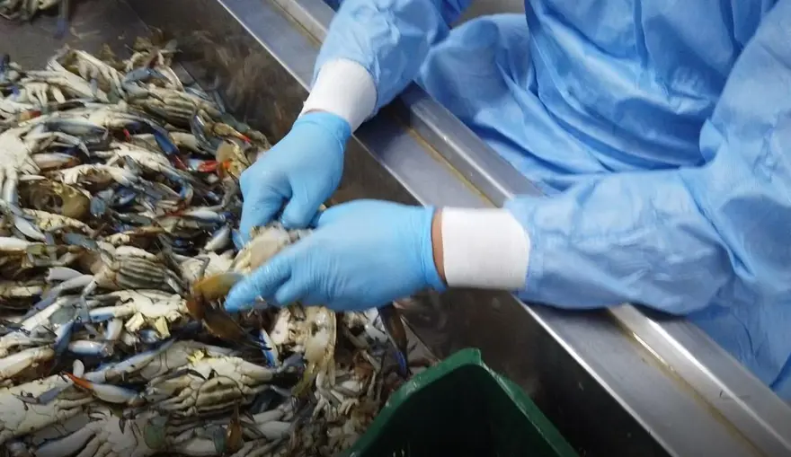 Balıkçıların 'korkulu rüyası' mavi yengeç, turistlerin gözdesi 2