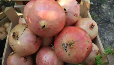 Bu narların tanesi 1,5 kilo