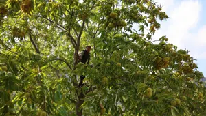 60-70 metre yükseklikten toplanan karbonhidrat ve protein deposu: Fiyatı iyi, işçi bulunmuyor