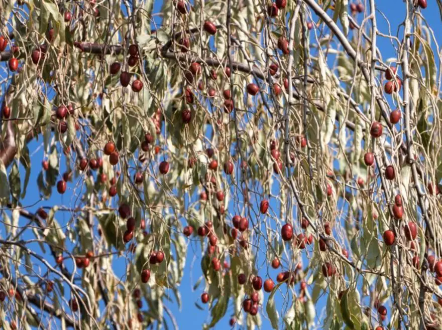 Türkiye'nin her yerinde doğal olarak yetişiyor! Kan şekerini dengeleyip kalbi ve damarları koruyor: Potasyum ve kalsiyum zengini 3 Türkiye'nin her yerinde doğal olarak yetişiyor! Kan şekerini dengeleyip kalbi ve damarları koruyor: Potasyum ve kalsiyum zengini 3