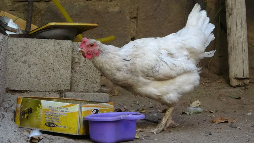 Vazo desenli yumurtaya ilgi 4
