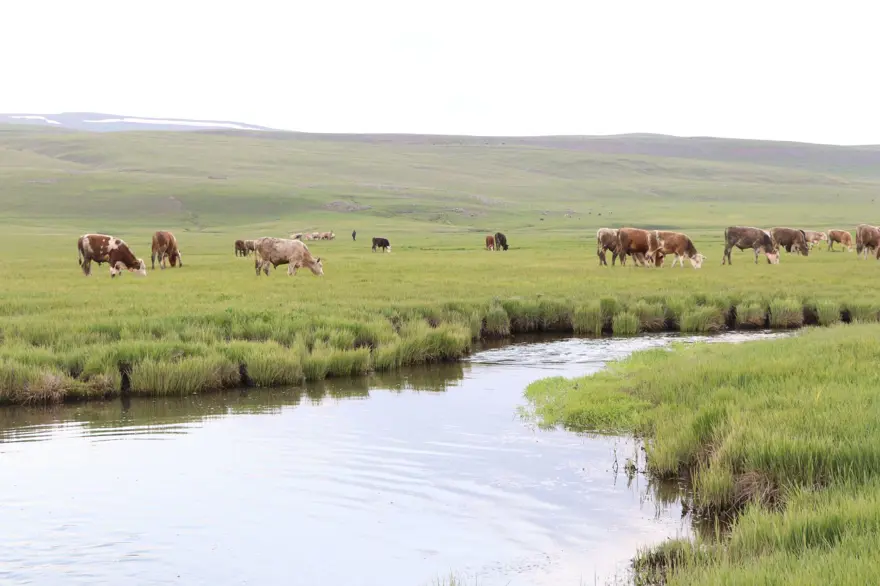 Ağrı'da mendereslerin bulunduğu ovalar yeşile büründü 1