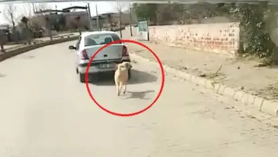 Aydın'da tepki çeken görüntü