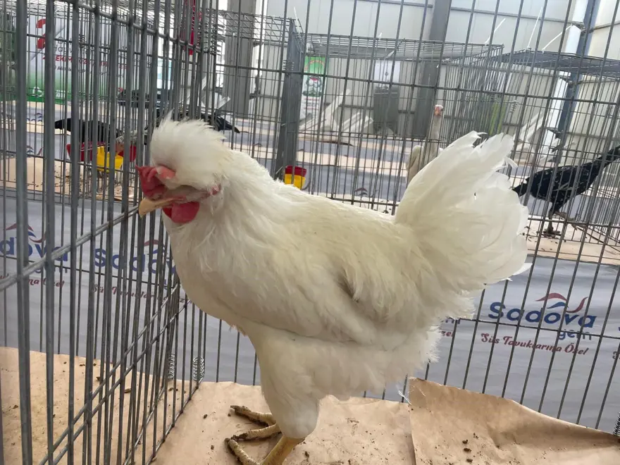 Karadeniz'in Gugullisi: Balıkesir'de ilgi odağı oldu 2 Karadeniz'in Gugullisi: Balıkesir'de ilgi odağı oldu 2