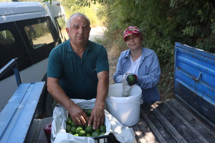 Tarlada fiyatı: 30 TL ile 40 TL arasında: Kuraklık etkiledi, rekolte kaybı var 6