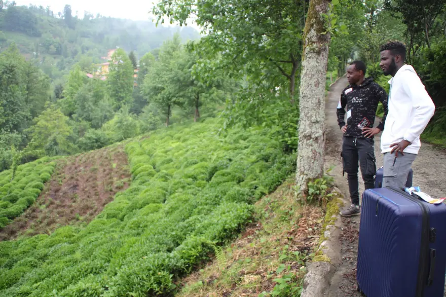 Afrikalı işçiler bu yıl da çay hasadında 