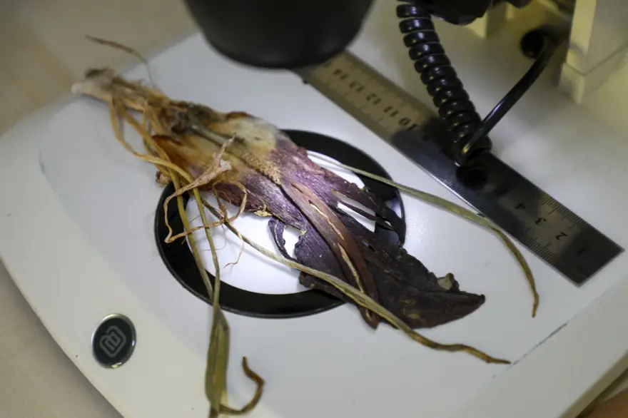 Mantar toplarken gördü, adını tarihe yazdırdı: Çiğ yendiğinde çok zehirli 9