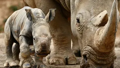 Dünyada bir ilk: Beyaz gergedanda tüp bebek tedavisi