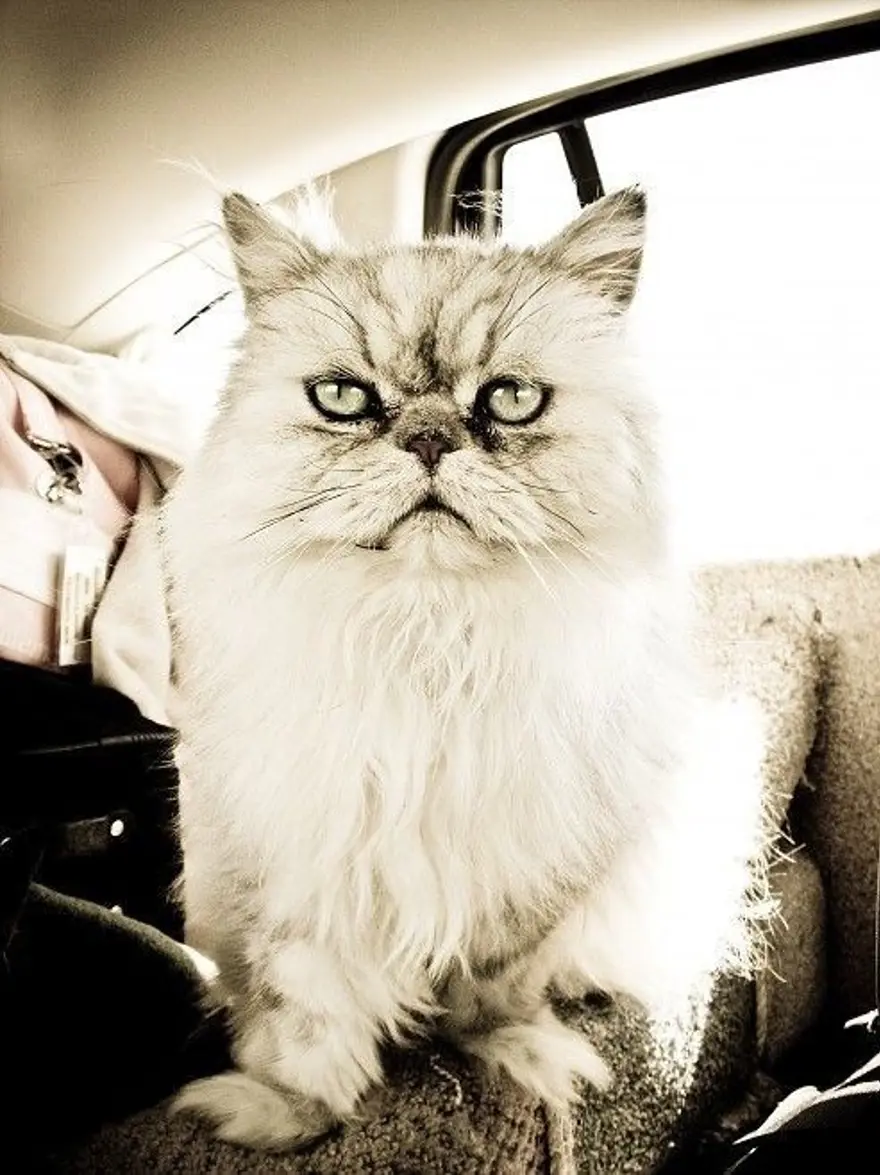 İnternetin yeni fenomenleri 132