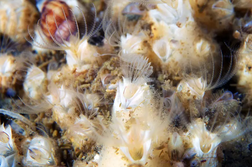 Beyaz Deniz'in harikaları 23