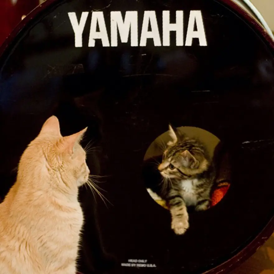 Hayatını kedileri kurtarmaya adadı 20