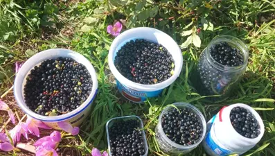 Orman kenarında kendiliğinden yetişiyor: Erken saatte topluyorlar