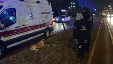 Sağlık çalışanları yaralı köpeğin başında dakikalarca bekledi