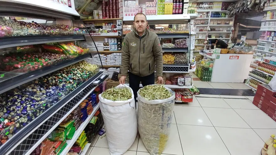 Ihlamur bu yıl daha değerli: Kurak yaz, fiyatları vurdu 4 Ihlamur bu yıl daha değerli: Kurak yaz, fiyatları vurdu 4