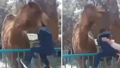 Deve küçük çocuğu ağzına alıp havaya kaldırdı