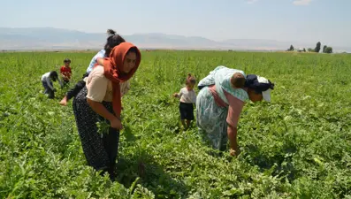 Sıcak havada zorlu mesai: Ev ekonomisine katkı sağlıyorlar