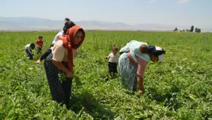 Sıcak havada zorlu mesai: Ev ekonomisine katkı sağlıyorlar