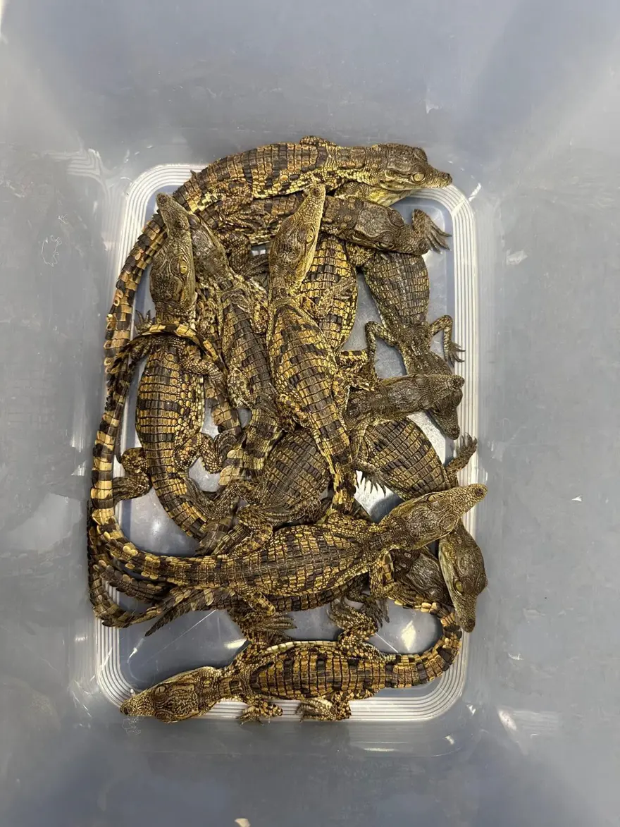 Havalimanında canlı hayvan operasyonu: Çantasından onlarca timsah ve kertenkele çıktı 2