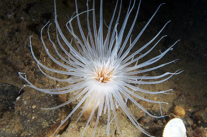 Beyaz Deniz'in harikaları 42