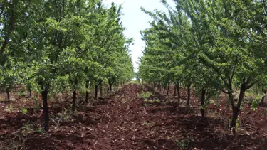Adıyaman'da bademde 29 bin ton rekolte bekleniyor