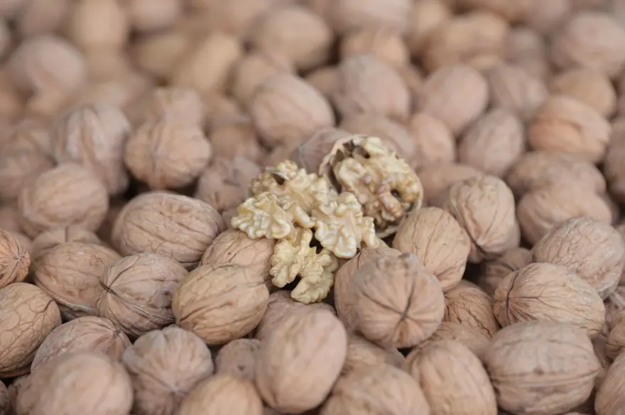 13 bin 225 hektar alanda yetişti: İlk hasat start aldı 2 13 bin 225 hektar alanda yetişti: İlk hasat start aldı 2