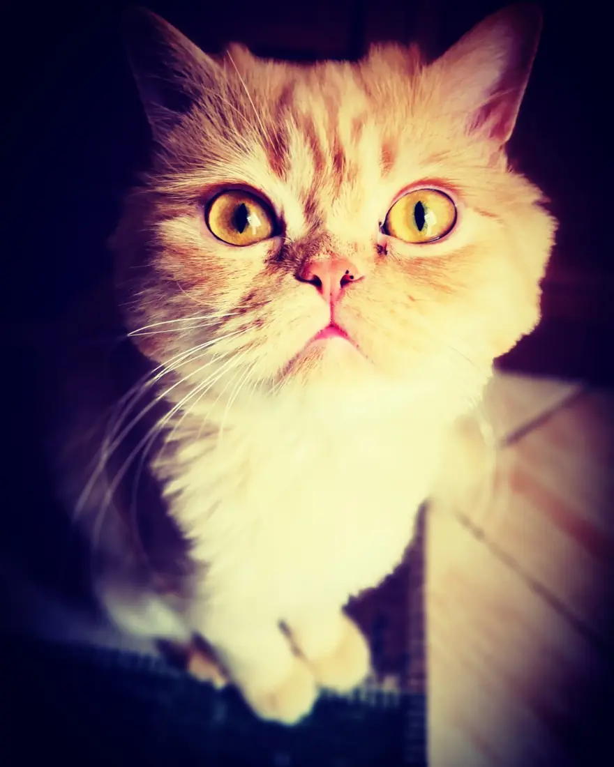 'EDİTÖRÜN KEDİSİ' 9