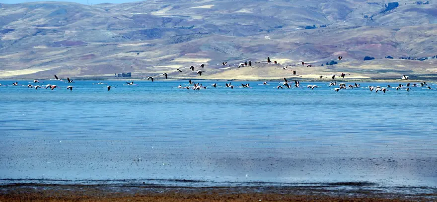 Erçek Gölü'nde flamingo bereketi 
