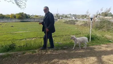 Yavru kuzu sahibinin peşinden bir an olsun ayrılmıyor: ''Ben nereye, koruma oraya''