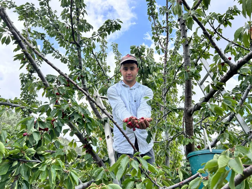 Bahçede 100 liradan alıcı buluyor: Hasat vakti geldi 6