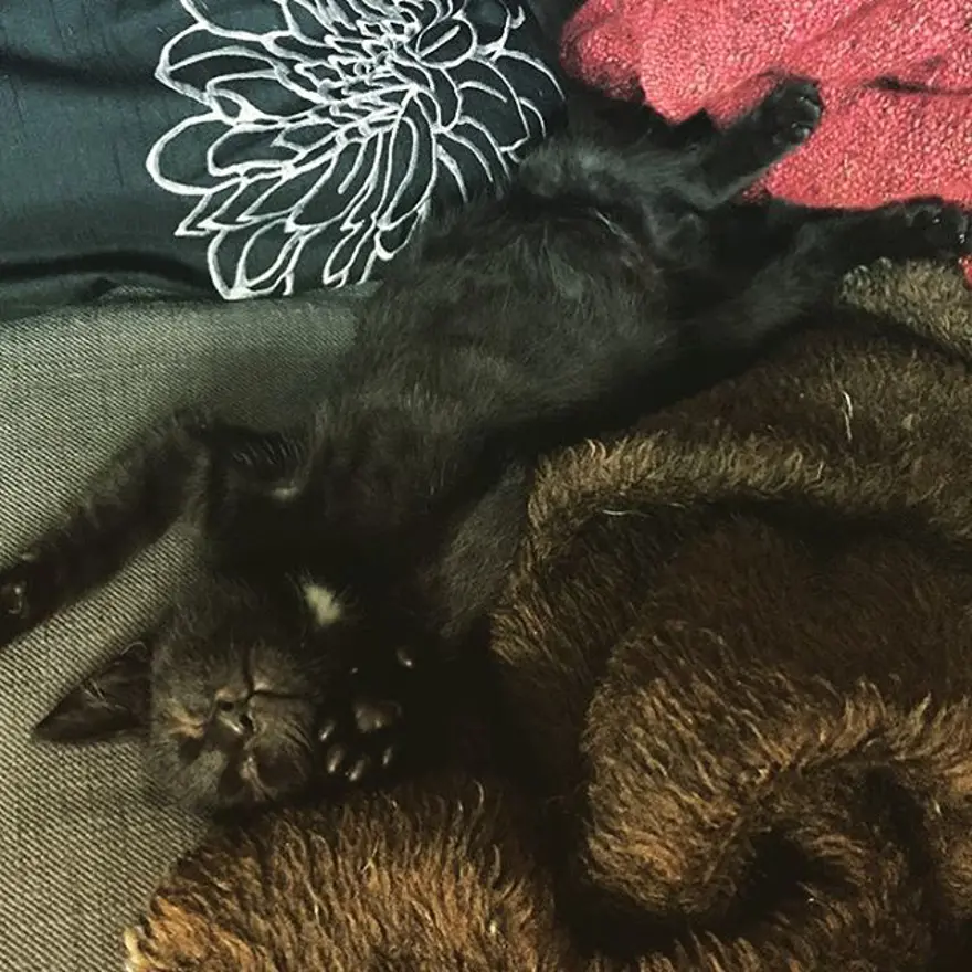 Hayatını kedileri kurtarmaya adadı 298