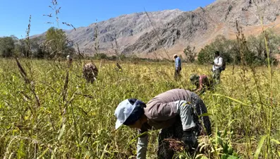 Tarladan sofraya geliyor: Kadınların el emeğiyle toplanmaya başladı