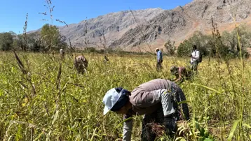 Tarladan sofraya geliyor: Kadınların el emeğiyle toplanmaya başladı