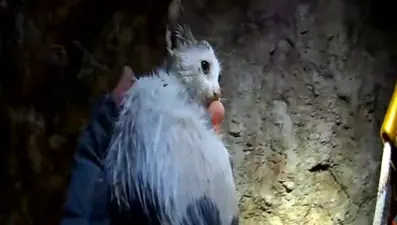 20 metrelik kuyuya düşen yavru kedi kurtarıldı